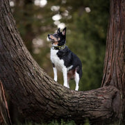 Justerbart hundhalsband med reflex