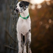 Justerbart hundhalsband med reflex