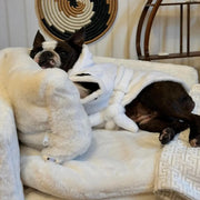 ComfyPaws upphöjd hundbädd med ben