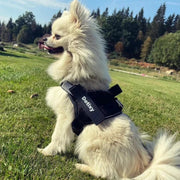 Detixy justerbar hundsele med reflex