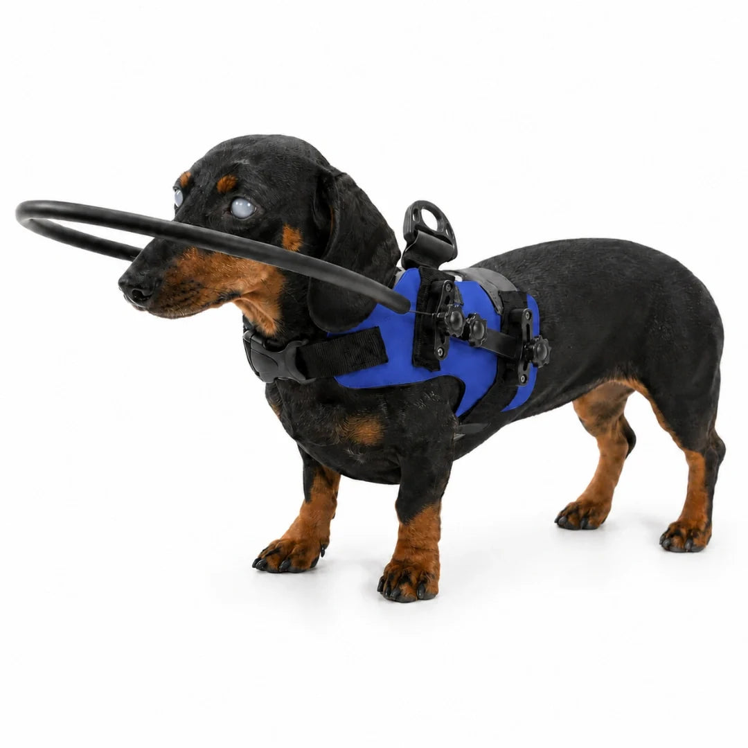 Skyddssele för Blind Hund med Halo-ring