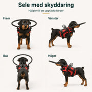 Skyddssele för Blind Hund med Halo-ring