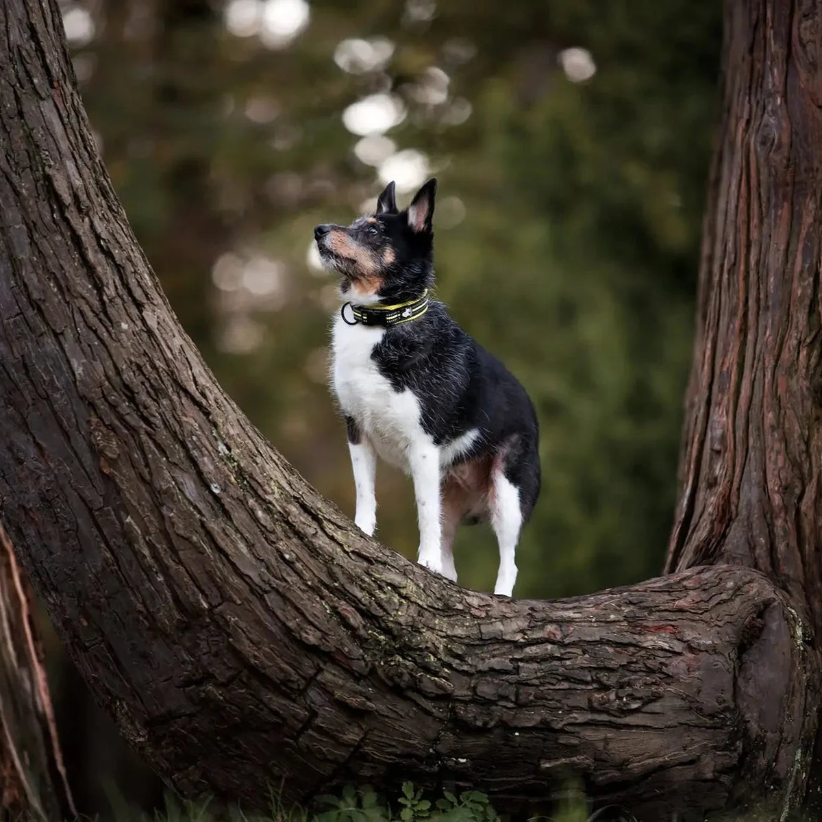 Justerbart hundhalsband med reflex