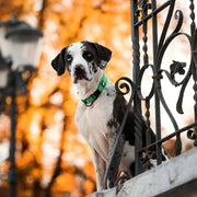 Justerbart hundhalsband med reflex