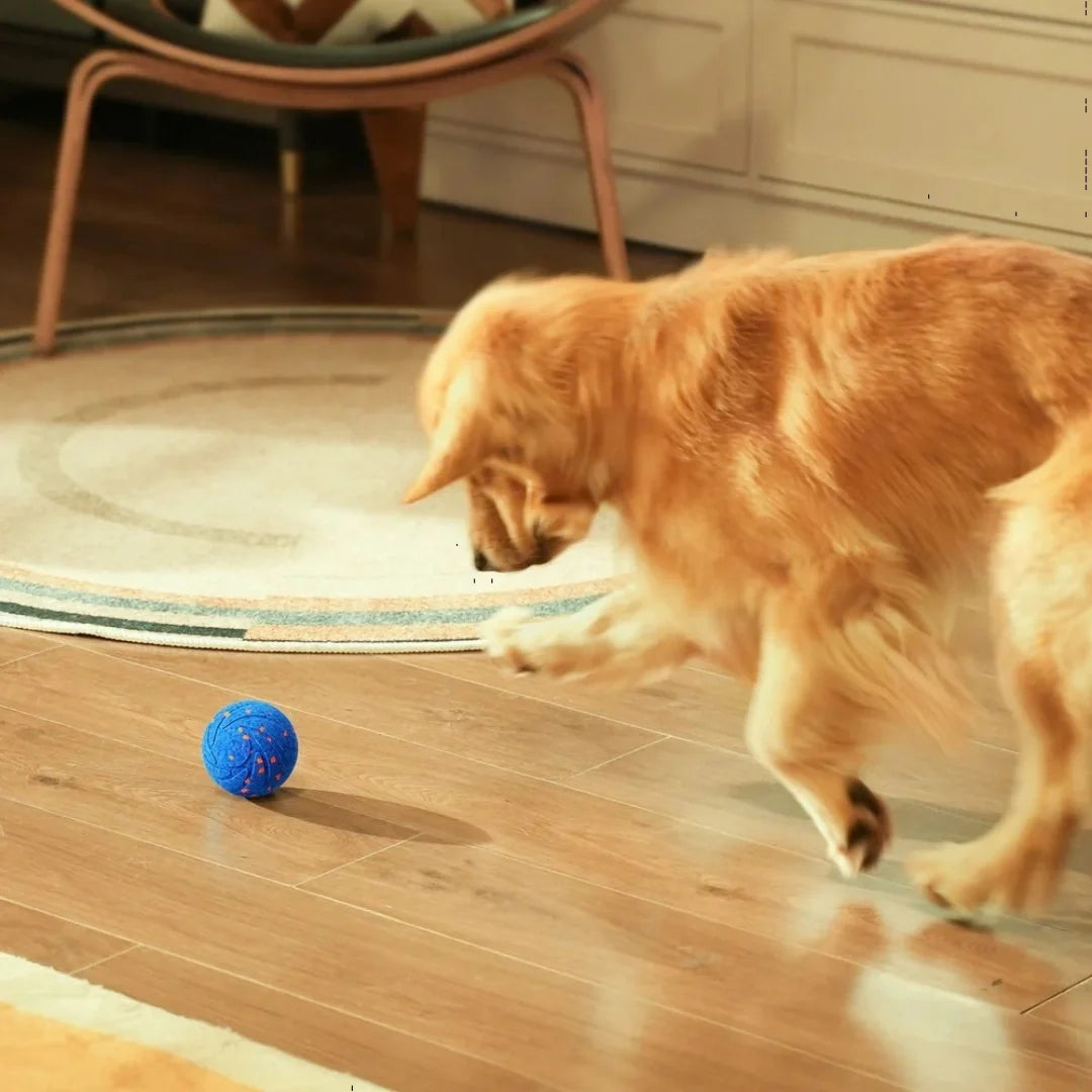 Aktivitetsboll för hund