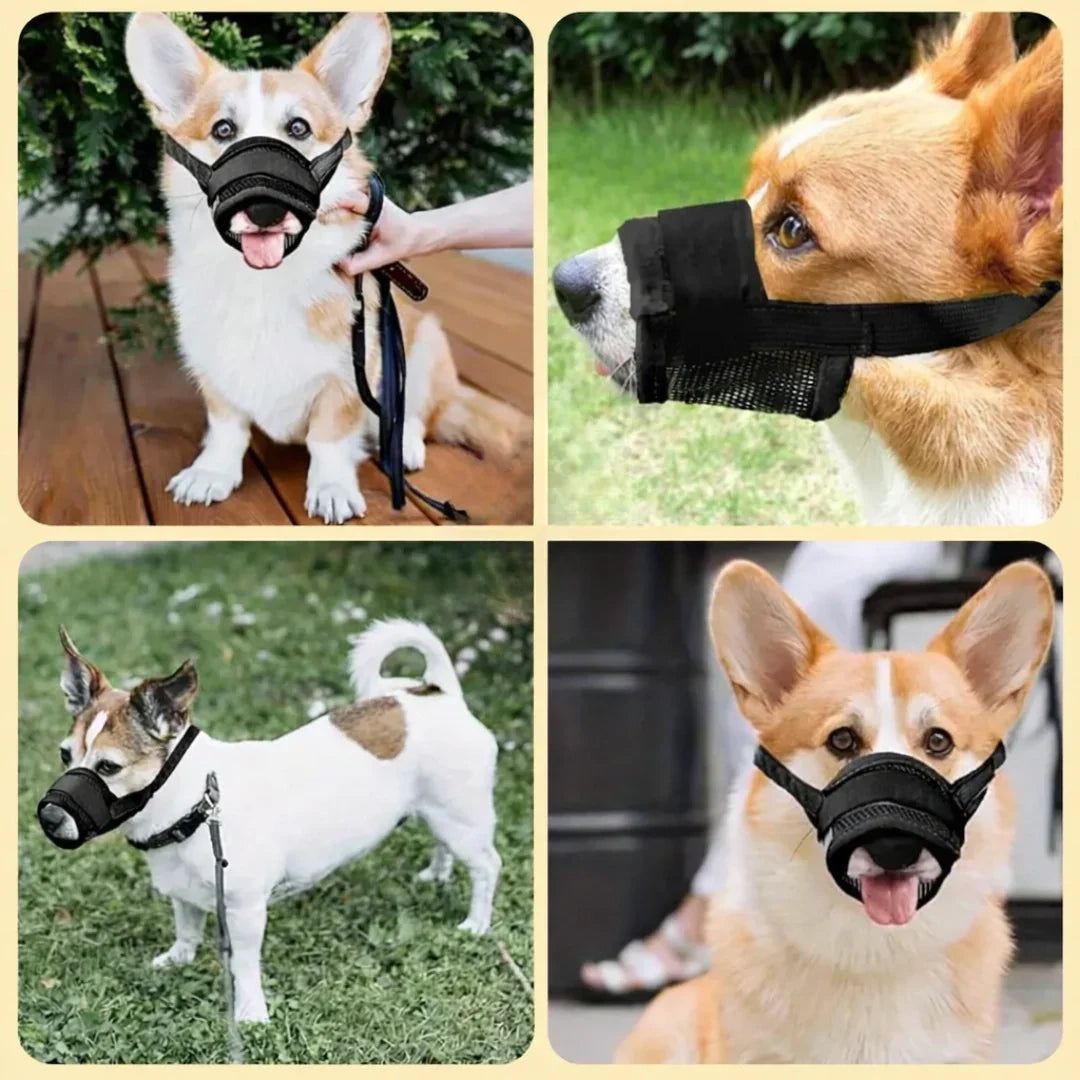 Munkorg för Hund – Tryggare Promenader och Möten