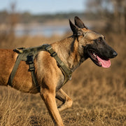 Prosafex dragsele för hund