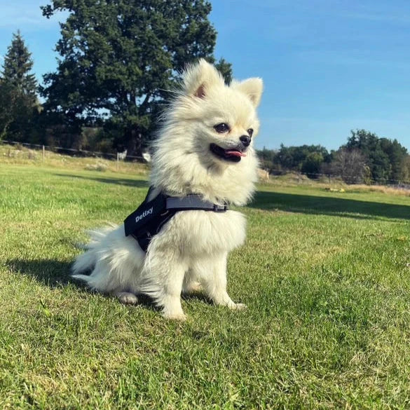 Detixy justerbar hundsele med reflex